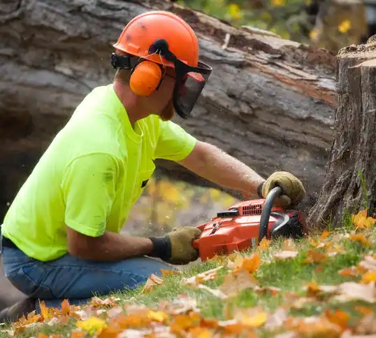 tree services Port Ewen